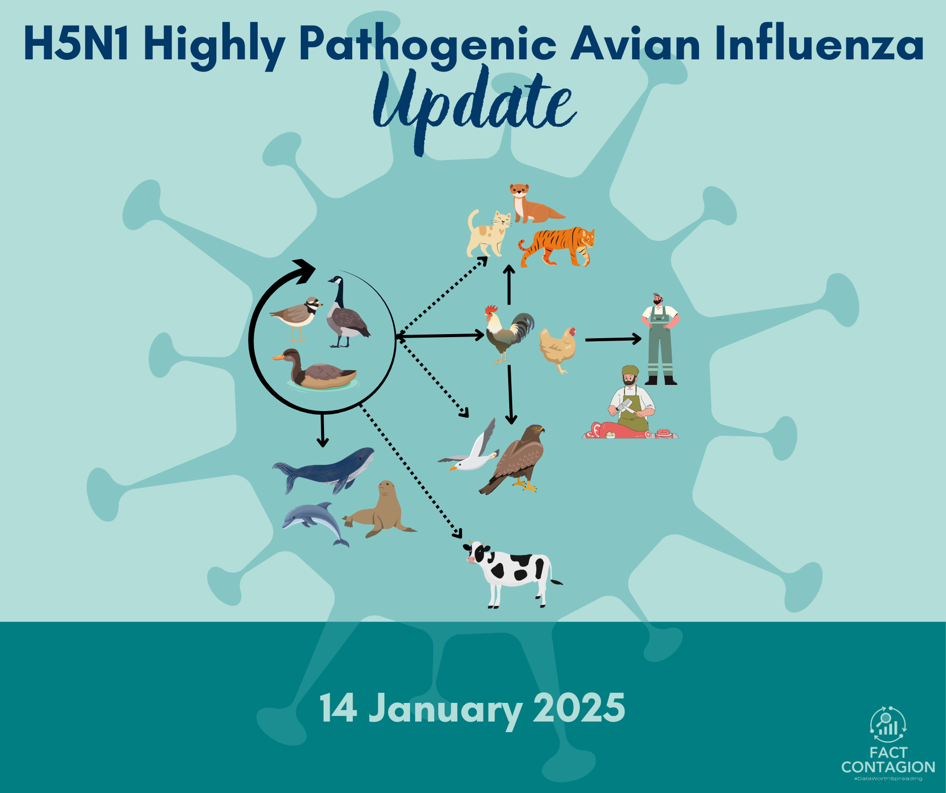 Breaking down the current status of H5N1 avian flu in the US